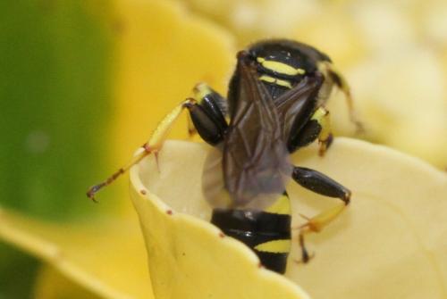 Réf. 286 296 : Ectemnius cephalotes